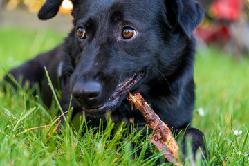 Labrador der an einem Holzstück nagt