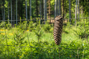 Wiederaufforstung und Neubepflanzung des Mischwaldes im Frühjahr