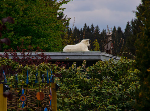 A Beautiful White Shephard Dog On The Roof Of A Building In Front Of White Sky