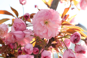 Obraz premium Closeup view of sakura tree with beautiful blossom outdoors. Japanese cherry