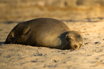 Sea lion sleeping on the sun (Galapagos Islands)