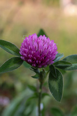 flower of a lilac