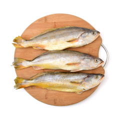 Yellow Croaker Fish On White background 