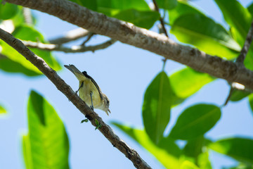 vireo de brell