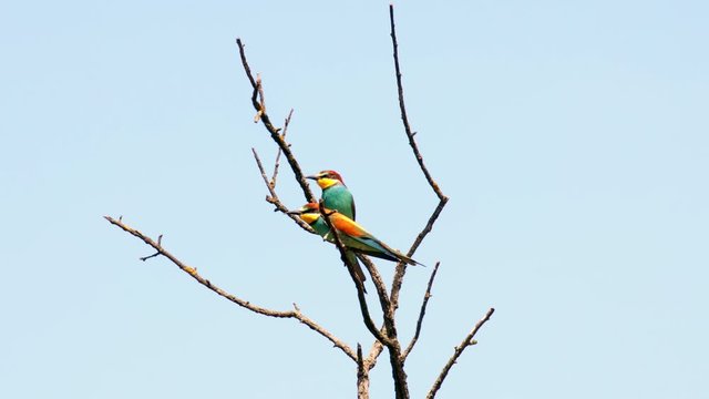 Beautiful Bird Blue-Tailed Bee-Eater on The Tree