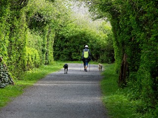 Obraz premium Senior woman on the walk in the forest with dogs