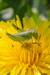 grasshopper on a leaf
