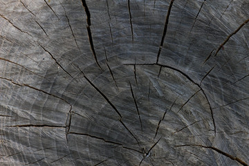 Fototapeta premium old wood texture