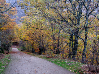 Autumn landscape formed by a path surrounded by trees that cover it, invading it with intense colors of brown, green, yellow and ocher.
