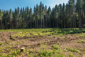 Wiederaufforstung und Neubepflanzung des Mischwaldes im Frühjahr