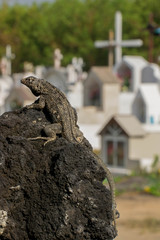 Reptile in a cementery (Galapagos Islands)