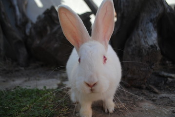 Nature animal white rabbit on a green grass in house backyard