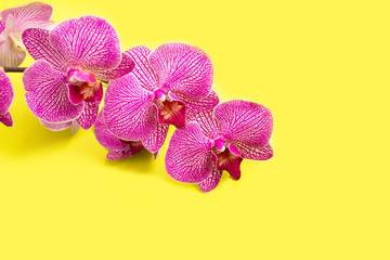 Fototapeta na wymiar Beautiful gentle Orchid flower head on yellow background.