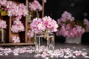 Cherry blossom, sakura flowers in glass jars with wooden box