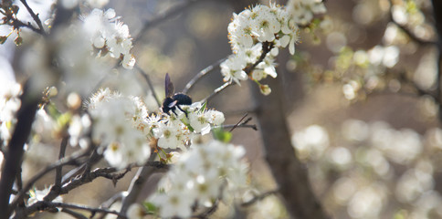 flowering tree in the garden