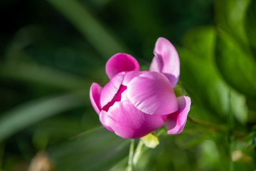 Close up of the blossom of a bright pink tulip, with blurred background of green leaves. Living in the countryside, the gifts of nature for the eyes.