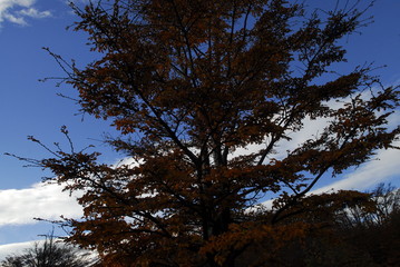Fototapeta premium Parque nacional los glaciares patagonia argentina