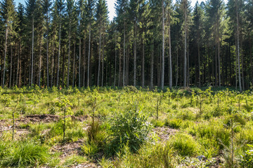 Wiederaufforstung und Neubepflanzung des Mischwaldes im Frühjahr