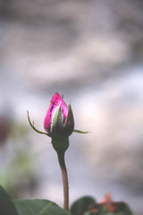 Close up of the blossom of a pink rose, with grey blurred background. Living in the countryside, the gifts of nature for the eyes.