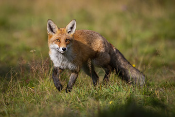 Obraz premium Curious red fox, vulpes vulpes, approaching on meadow in summer at sunrise. Wild mammal with orange fur facing camera and taking a step from front view. Sunlit animal wildlife scenery from nature