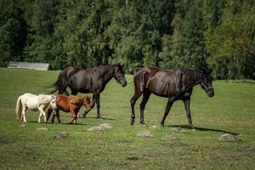 Obraz na płótnie Canvas Two ponies and two horses in the pasture