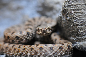 Vipère aspic (vipera aspis atra)