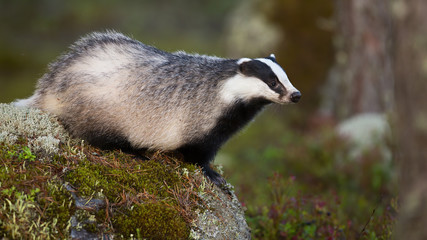 Alert european badger, meles meles, stretching and looking aside in summer nature. Interested nocturnal animal standing on a rock with trees inn background.