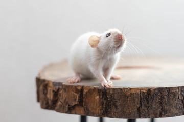 White dumbo rat sitting on brown wood slice. Lovely and cute pet, background, close-up