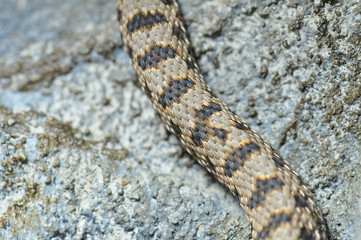 Vipère aspic (vipera aspis atra)