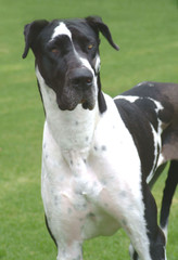 beautiful harlequins black and white dogs