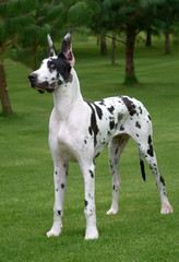 beautiful harlequins black and white dogs