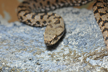 Vipère aspic (vipera aspis atra)