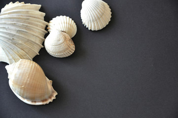 Sea Shells on a Black Background