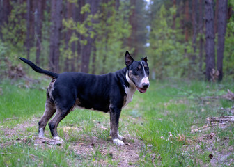 bullterrier is playing in the forest