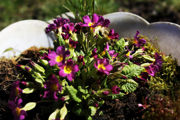i fiori sbocciano per amore