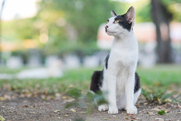 Naklejka na ściany i meble A cute cat in backyard garden