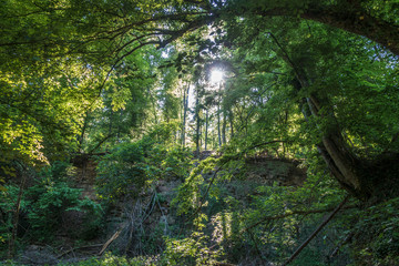 Sonnenstrahlen durchdringen dunklen Wald