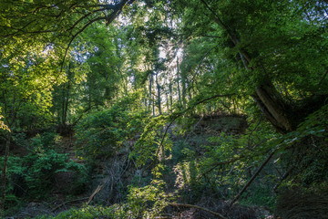 Sonnenstrahlen durchdringen dunklen Wald