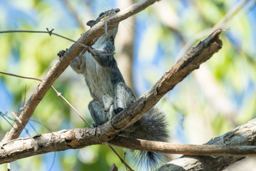 ardilla
