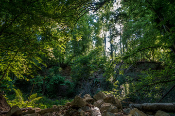 Sonnenstrahlen durchdringen dunklen Wald