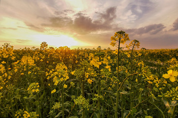 Fototapeta na wymiar Rapeseed fields, yellow flowers at sunset light, agricultural landscape, farming industry. Blooming canola flowers