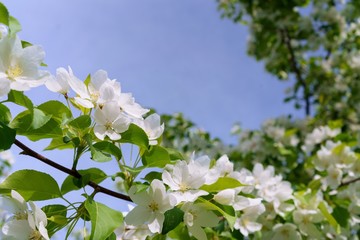 White flowers of an apple tree blossomed in the spring against a blue sky