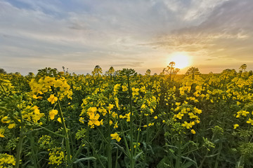Rapeseed fields, yellow flowers at sunset light, agricultural landscape, farming industry. Blooming canola flowers