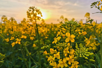 Rapeseed fields, yellow flowers at sunset light, agricultural landscape, farming industry. Blooming canola flowers