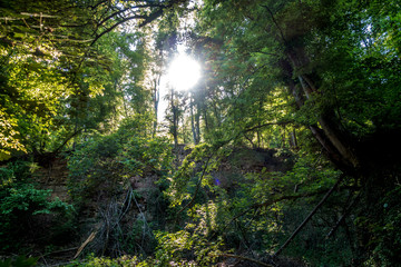 Sonnenstrahlen durchdringen dunklen Wald