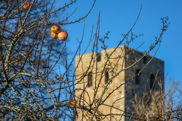 jesienne jabłko © witan