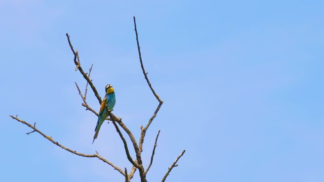 Beautiful Bird Blue-Tailed Bee-Eater on The Tree
