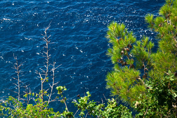 Fototapeta na wymiar rocky cliff above the blue sea and pine branches