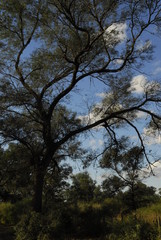 Bosque santiago del estero