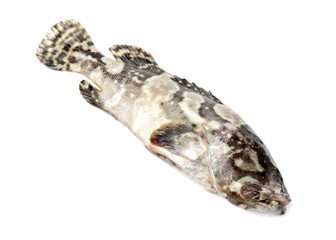 Fototapeta premium Grouper Fish on white background
